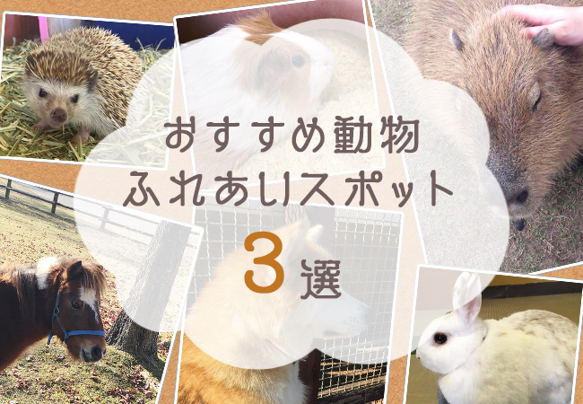 秋はかわいい動物に癒されたい 熊本県内のおすすめ動物ふれあいスポット3つをご紹介 熊本 東京のホームページ ウェブ制作会社 株式会社エフ 楽天 Yahoo 運営サポート