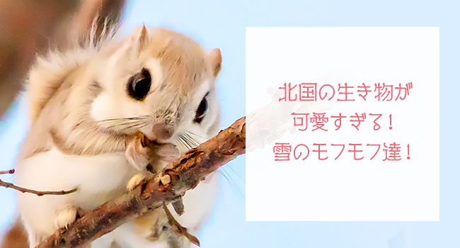 北国の生き物が可愛すぎる 雪のモフモフ達 熊本 東京のホームページ ウェブ制作会社 株式会社エフ 楽天 Yahoo 運営サポート