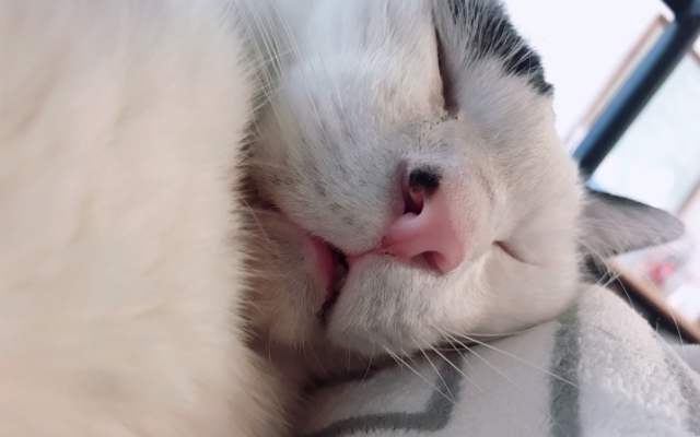 続 どん吉便り 腎不全と戦う3歳の猫の記録 熊本 東京のホームページ ウェブ制作会社 株式会社エフ 楽天 Yahoo 運営サポート
