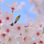 東京の桜名所３選！春を彩る美しい景色を堪能しよう